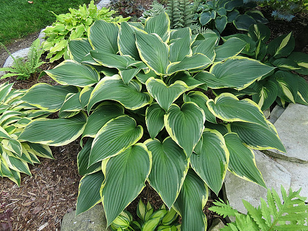 Hosta 'Yellow River'